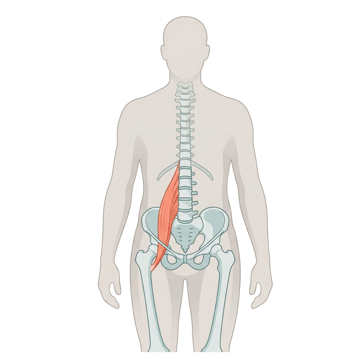 Lo psoas: il muscolo nascosto